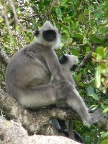 mother-and-baby.JPG (130 KB)